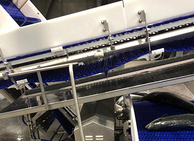 stainless steel bearing blocks mounted on a fish processing line