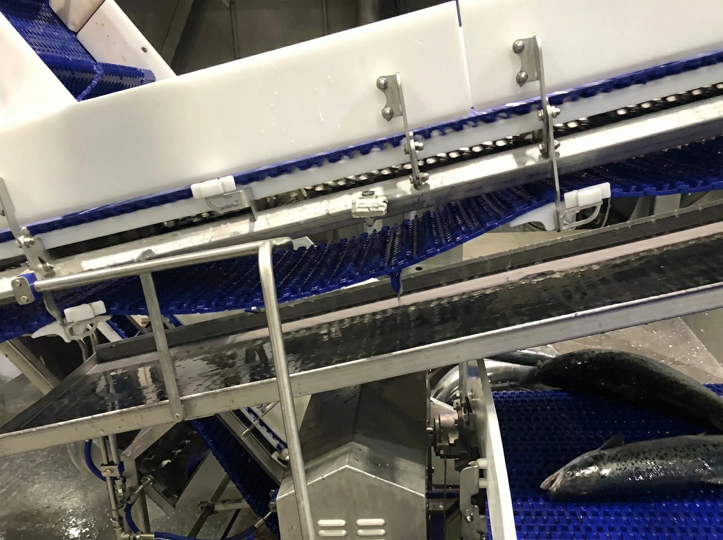 Norwegian Fish Processing: Eliminating Downtime with Pressure-Resistant Bearings